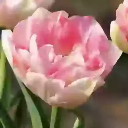 Paeony Flowering Tulips